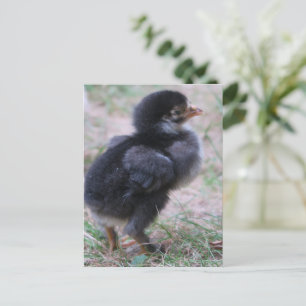 Huhn, Küken, Hühner, Küken, Tier, Vogel, Postkarte