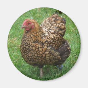 Huhn-Magnet Magnet