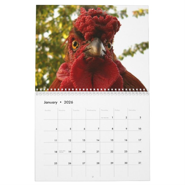 Huhn-u. Hahn-Kalender Kalender (Jan 2026)