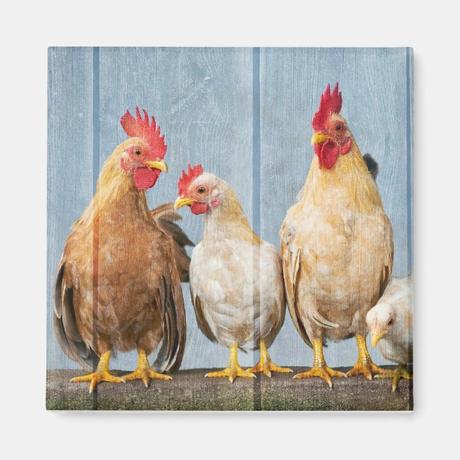 Huhn und Freunde Magnet (Vorne)