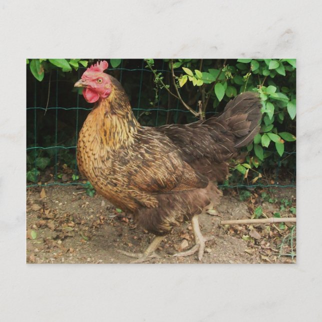 Hühnchen Postkarte (Vorderseite)