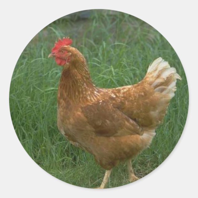 Hühnchen Runder Aufkleber (Vorderseite)