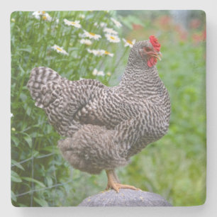 Hühnchen Steinuntersetzer