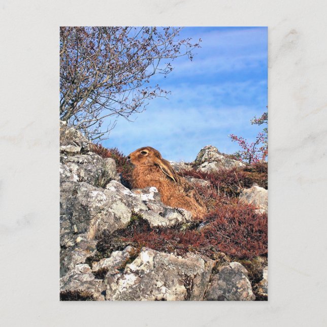 HÜHNE POSTKARTE (Vorderseite)