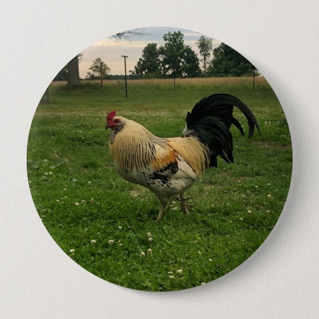 Hühner auf dem Bauernhof Foto Button (Vorderseite)