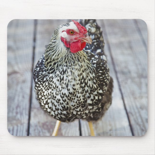 Hühner auf Holzdeck, Silver Laced Wyandotte Mousepad (Vorne)