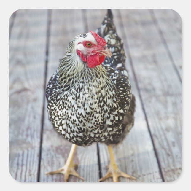 Hühner auf Holzdeck, Silver Laced Wyandotte Quadratischer Aufkleber (Vorderseite)