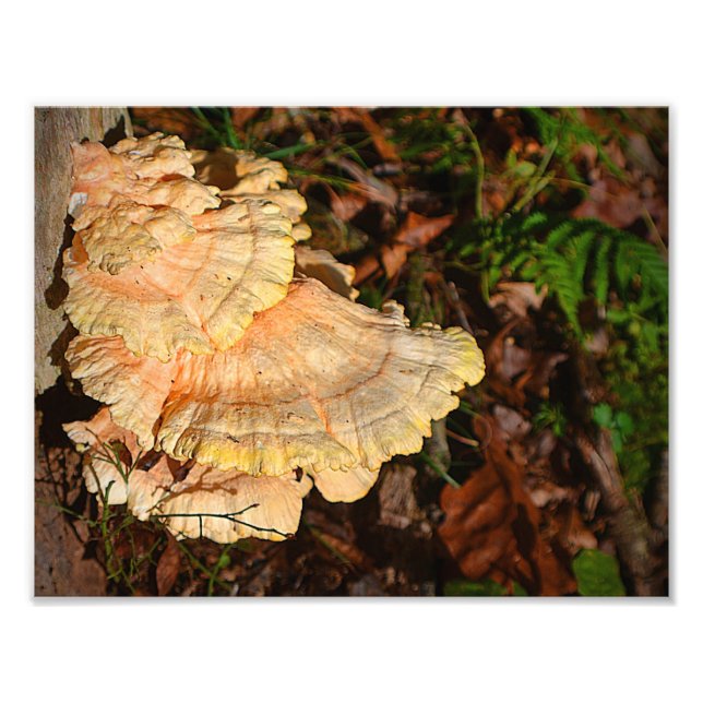 Hühner des Wald Pilz Foto drucken (Vorne)