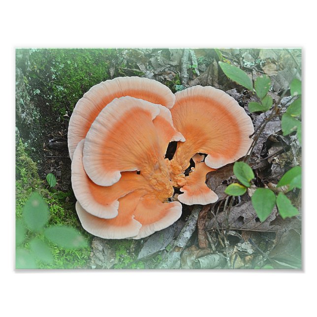 Hühner des Wald Pilz Foto drucken (Vorne)