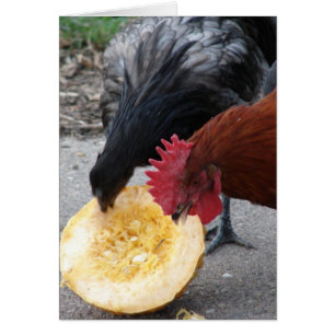 Hühner, die Pumpkin essen