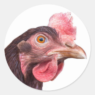 Hühner-Ei-Schicht-Hen Runder Aufkleber