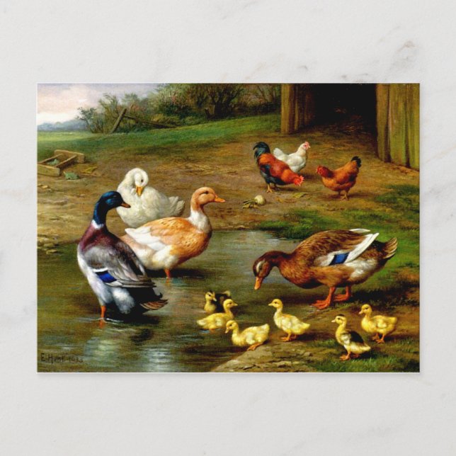 Hühner, Enten und Enten im landwirtschaftlichen Be Postkarte (Vorderseite)