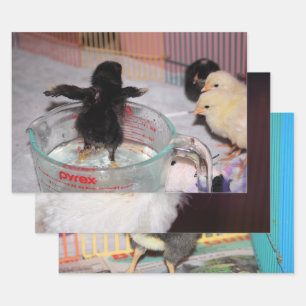 Hühner Geschenkpapier Set