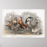 Hühner & Hen Antiker Lithographischer Druck