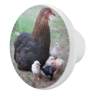 Hühner, Küken, Küken, Tiere, Vögel, Keramikknauf