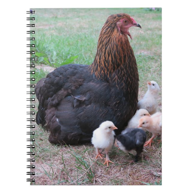 Hühner, Küken, Küken, Tiere, Vögel, Notizblock (Vorderseite)