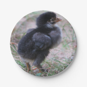 Hühner, Küken, Küken, Tiere, Vögel, Pappteller
