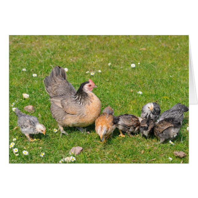 Hühner mit Küken (Vorderseite (Horizontal))