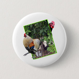 Hühner-Peekaboo-Design, Button