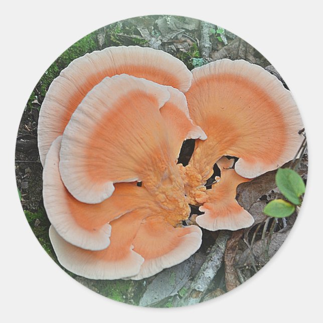 Hühner-Pilzsticker Runder Aufkleber (Vorderseite)