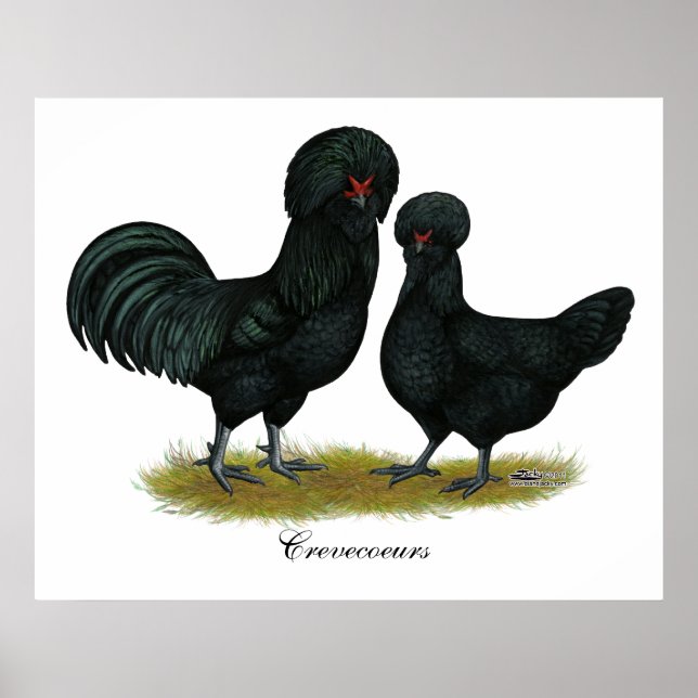 Hühner Poster (Vorne)