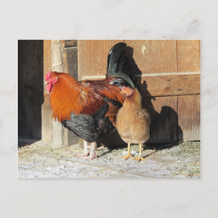 Hühner Postkarten-Farm Hahn und Henne Postkarte