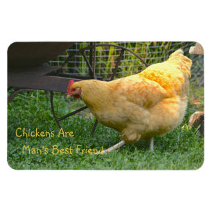Hühner sind der beste Freund des Menschen Magnet