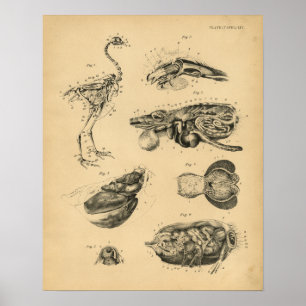 Hühner Skelett Anatomie 1908 Vintage Druck Poster
