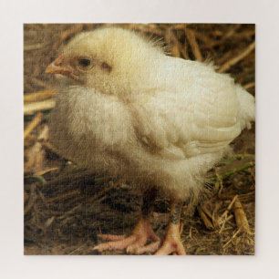 Hühner, Tiere, Küken, Vögel, Bauernhof, niedlich, 