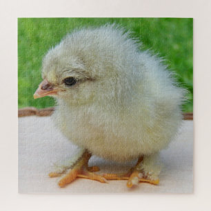 Hühner, Tiere, Küken, Vögel, Bauernhof, niedlich, 