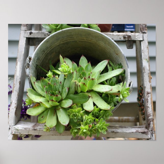 Hühner und Hühner, die in einer Eimerkultur gehalt Poster (Vorne)