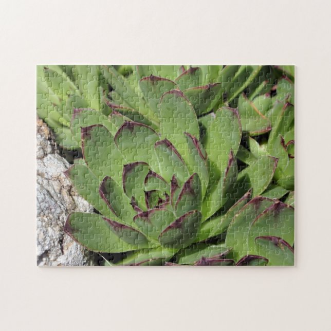 Hühner und Hühner Gartensukkulente Natur (Horizontal)