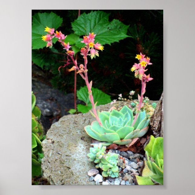 Hühner und Hühner in Blütendruck oder Poster (Vorne)