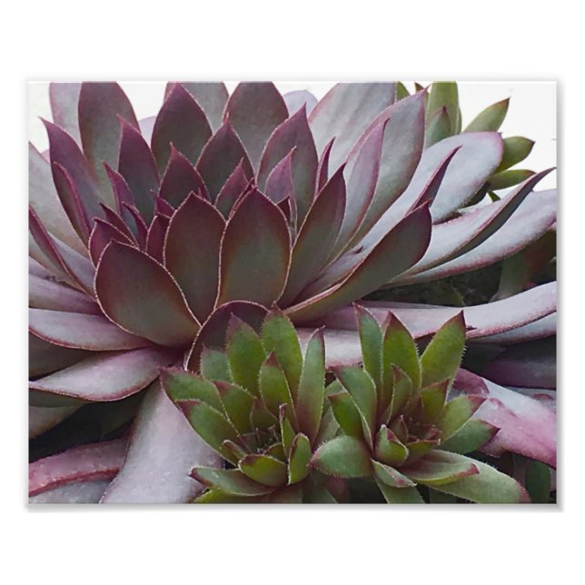 Hühner und Küken Fotodruck (Vorne)