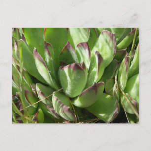Hühner und Küken (Sempervivum) Postkarte