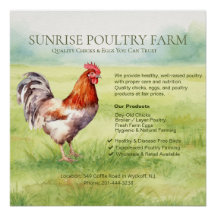 Hühnerfarm Glänzendes Poster