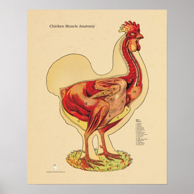 Hühnerhenne Muskelanatomie Diagramm Veterinärmediz Poster (Vorne)