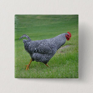 Hühnerknopf Button