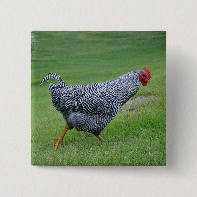 Hühnerknopf Button (Vorderseite)