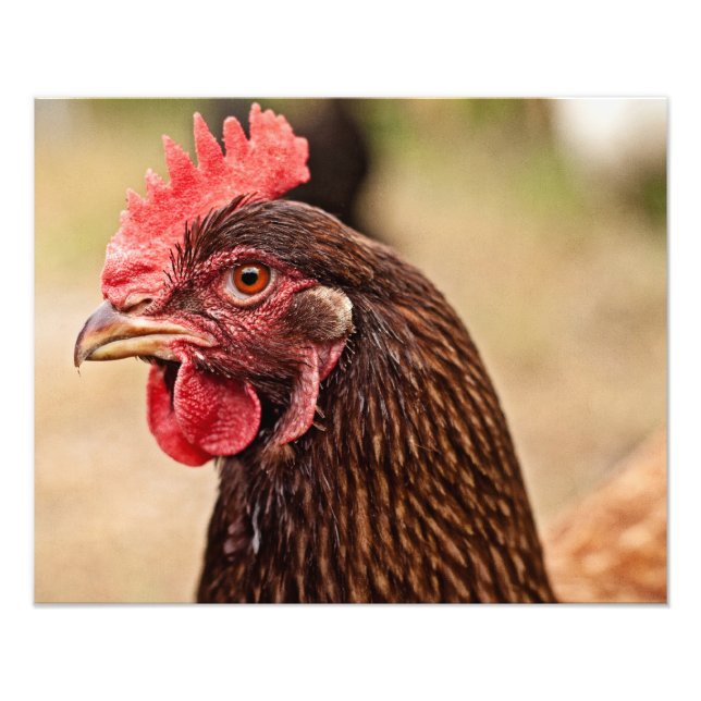 Hühnerkopf! Fotodruck (Vorne)