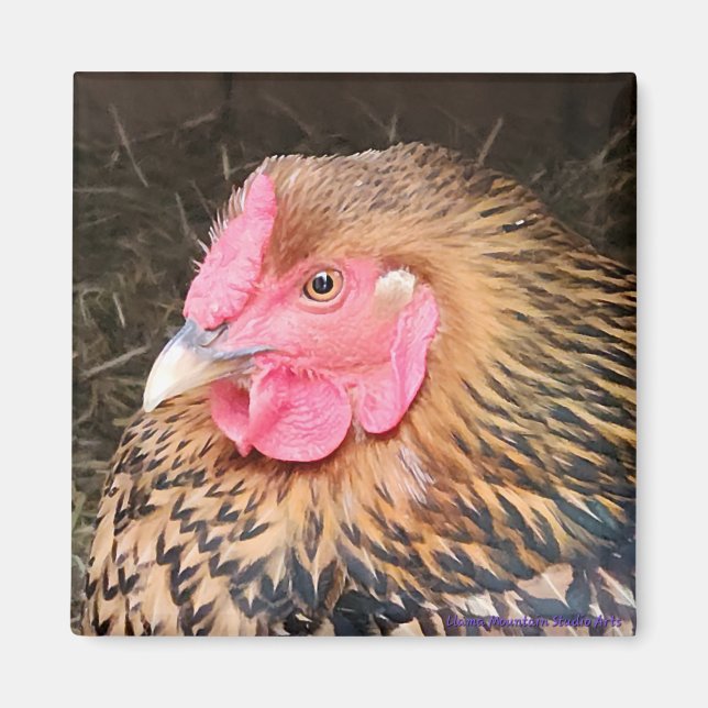 Hühnermagnet #2 Golden Laced Wyandotte Magnet (Vorne)