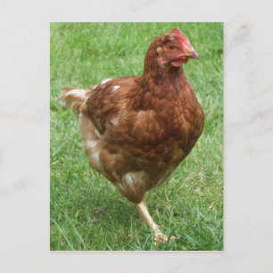 Hühnerpostkarte Postkarte