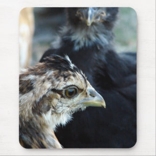 Hühnerstall gemischte Küken Mousepad