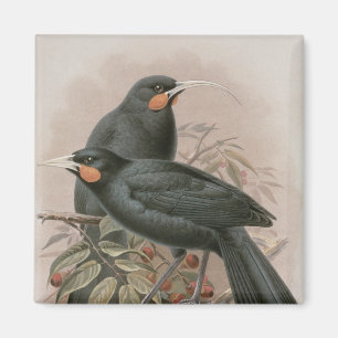 Huia Magnet