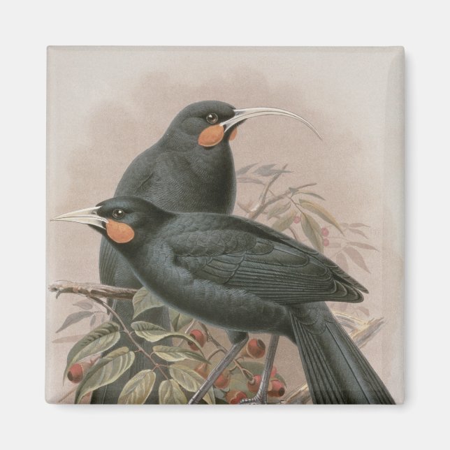 Huia Magnet (Vorne)