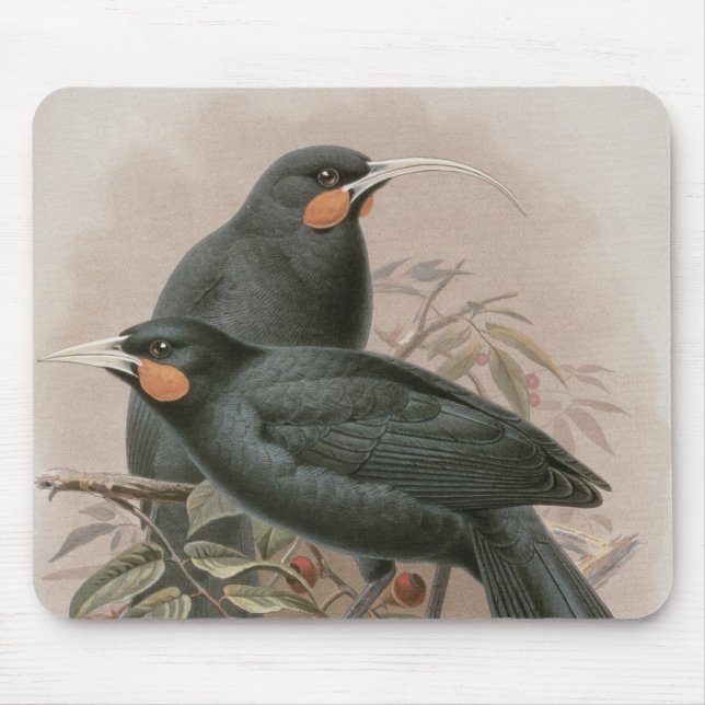 Huia Mousepad (Vorne)