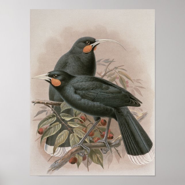 Huia Poster (Vorne)