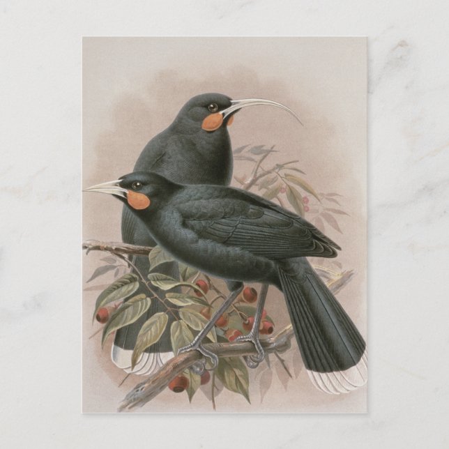 Huia Postkarte (Vorderseite)