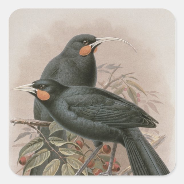 Huia Quadratischer Aufkleber (Vorderseite)