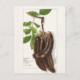 Hülsenfrucht (Ceratonia Siliqua L.) Fruchtmalerei Postkarte